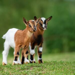 two-adorable-goat-babies